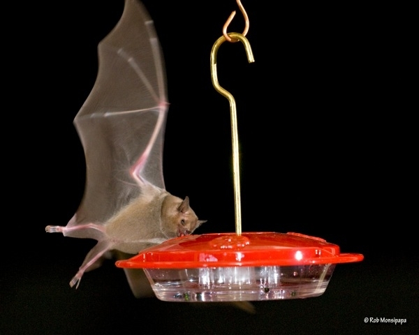 Bat feeder